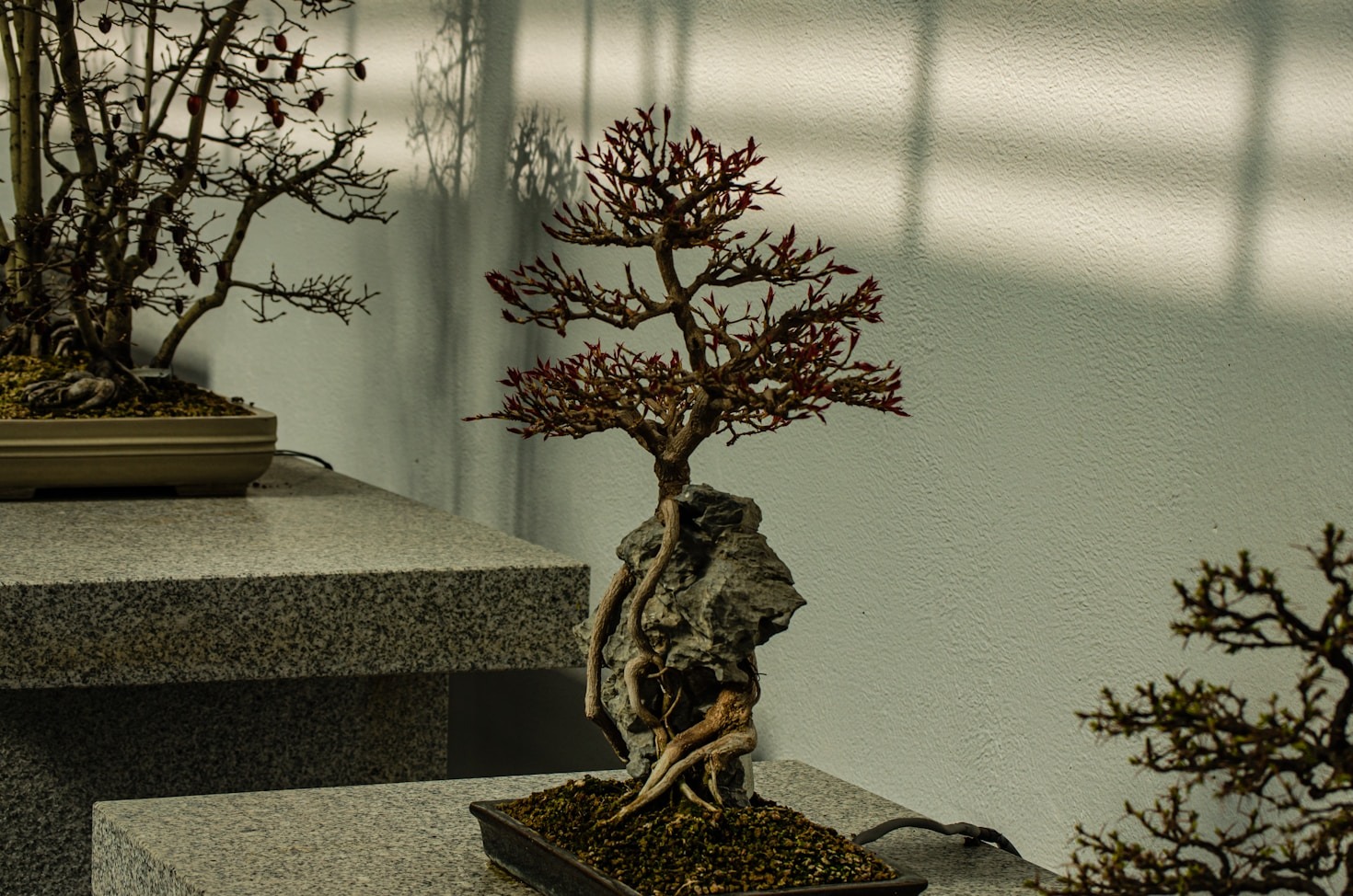 Top Tips for Bonsai Beginners in Indonesia