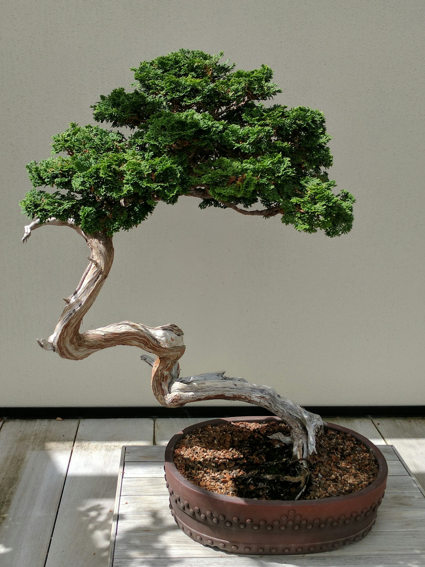 How to Choose the Right Bonsai Tree