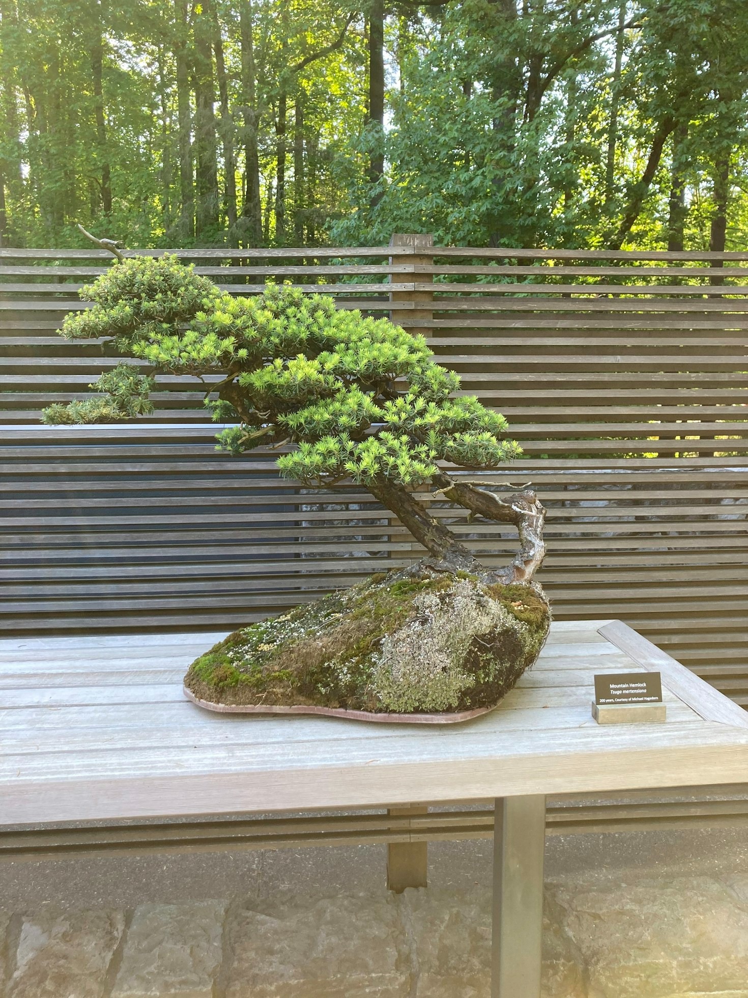 Maintaining Your Bonsai: A Care Guide