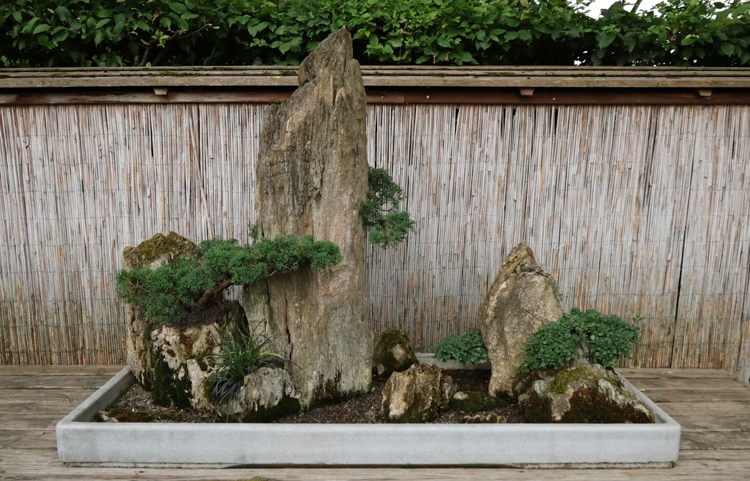 Join the Growing Bonsai Community in Indonesia