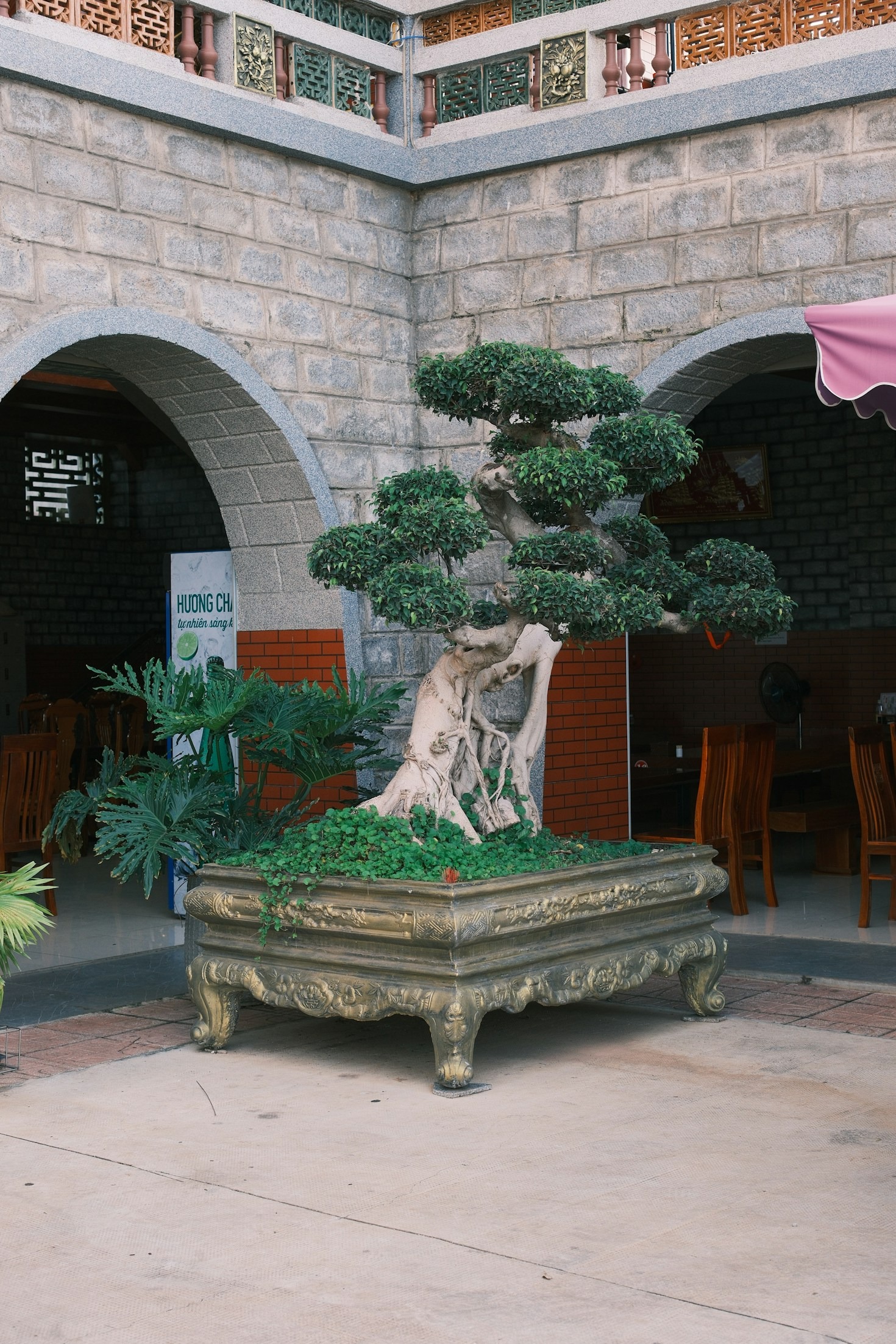 Creative Bonsai Styling Techniques