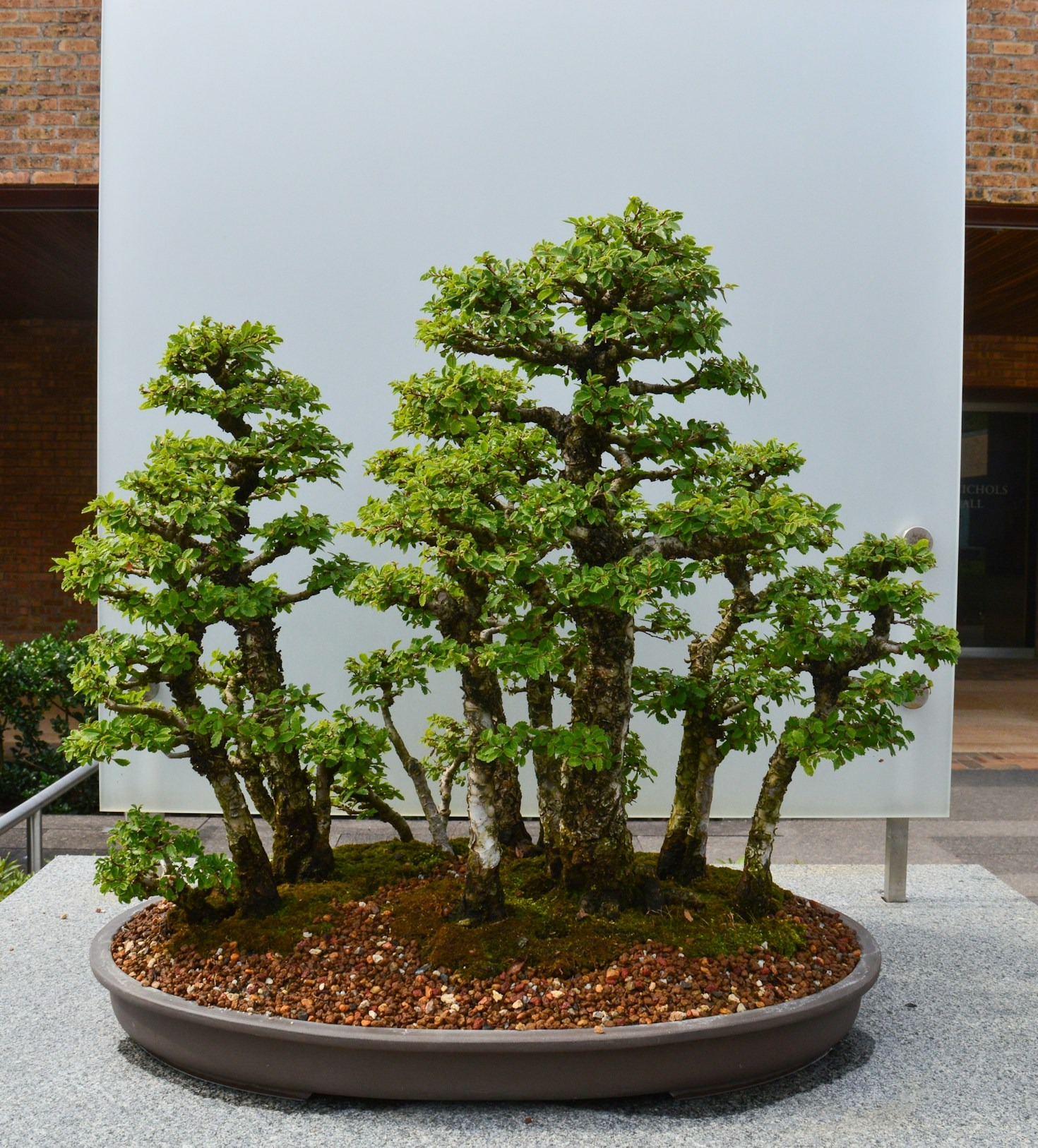 Bonsai Events and Competitions in Indonesia